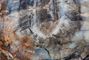 Crystal Forest Petrified Wood 14-2475